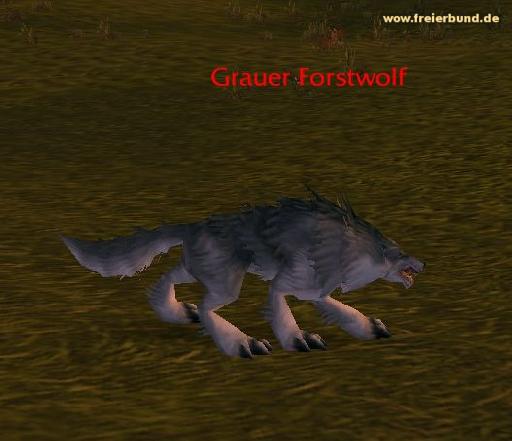 Grauer Forstwolf